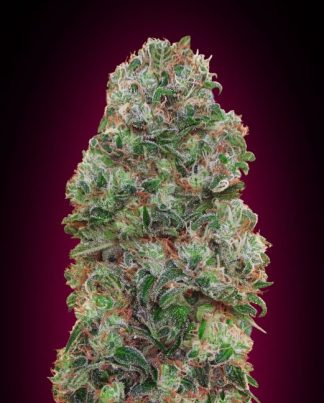 BUBBLE GUM 00 SEEDS 5 SEMILLAS