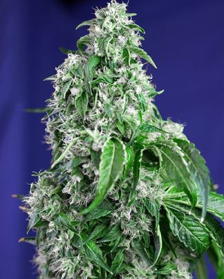 BIG DEVIL F1 FAST VERSION SWEET SEEDS 3 SEMILLAS