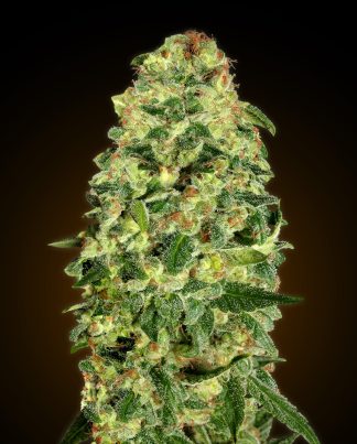CARAMEL KUSH 00 SEEDS 5 SEMILLAS