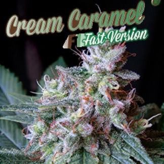 CREAM CARAMEL F1 FAST VERSION SWEET S 5 SEMILLAS