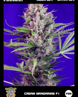 CREAM MANDARINE F1 FAST VERSION SWEET S 5 SEMILLAS