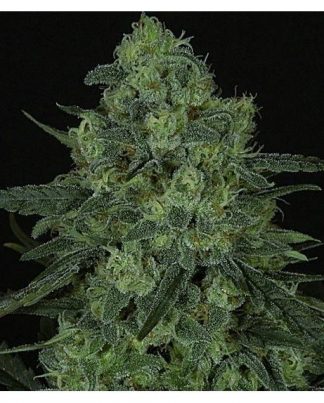 CRIMINAL + RIPPER SEEDS 1 SEMILLA