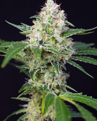 CRYSTAL CANDY SWEET SEEDS 5 SEMILLAS