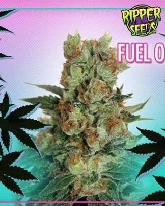 FUEL OG RIPPER SEEDS 5 SEMILLAS