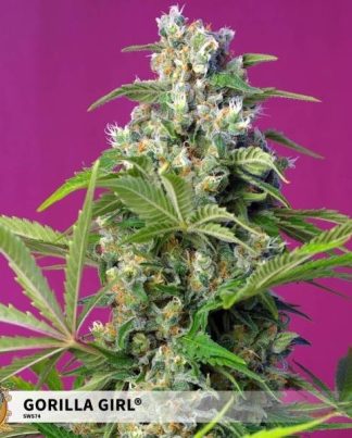 GORILLA GIRL SWEET SEEDS 5 SEMILLAS