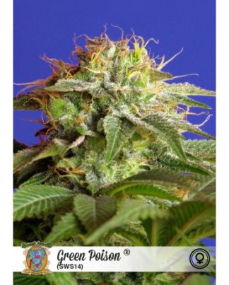 GREEN POISON XL AUTO SWEET SEEDS 3 SEMILLAS