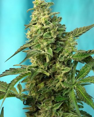 GREEN POISON F1 FAST VERSION SWEET S 100 SEMILLAS