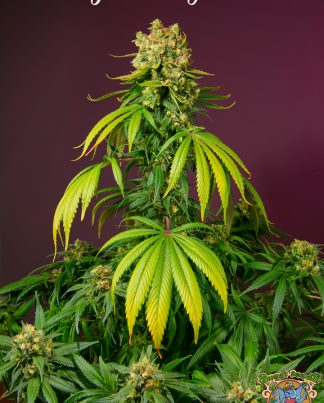 INDIGO BERRY KUSH SWEET SEEDS 5 SEMILLAS