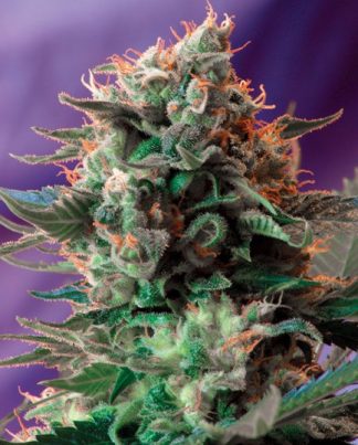 JACK 47 SWEET SEEDS 5 SEMILLAS
