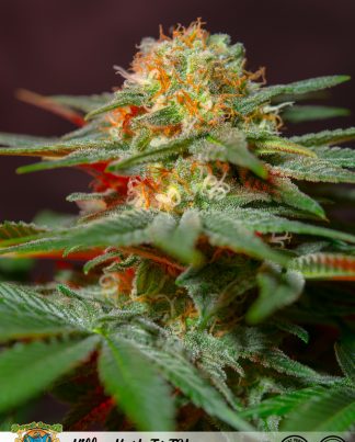 KILLER KUSH F1 FAST VERSION SWEET SEEDS 5 SEMILLAS