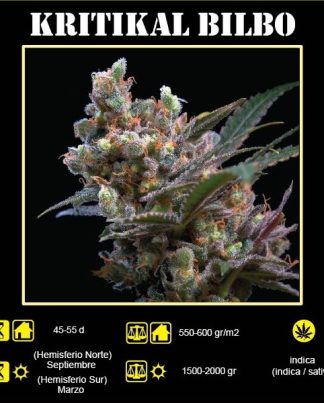 KRITIKAL BILBO GENEHTIK 25 SEMILLAS