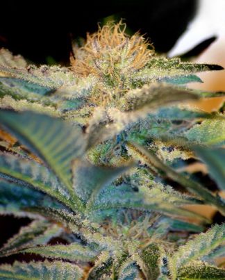 MOHAN RAM SWEET SEEDS 100 SEMILLAS