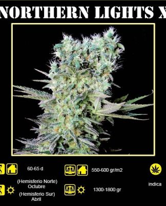 NORTHERN LIGHTS X GENEHTIK 5 SEMILLAS