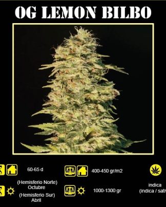OG LEMON BILBO GENEHTIK 25 SEMILLAS