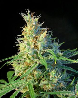 PSICODELICIA SWEET SEEDS 5 SEMILLAS