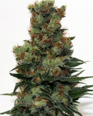 RIPPER BADAZZ RIPPER SEEDS 5 SEMILLAS
