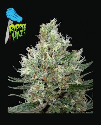 RIPPER HAZE RIPPER SEEDS 5 SEMILLAS