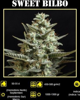 SWEET BILBO GENEHTIK 25 SEMILLAS