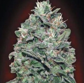 SWEET SOMA 00 SEEDS 5 SEMILLAS