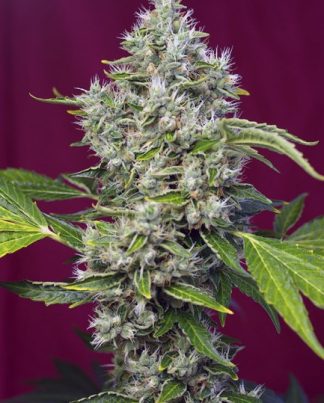 SAN FERNANDO LEMON KUSH SWEET SEEDS 5 SEMILLAS