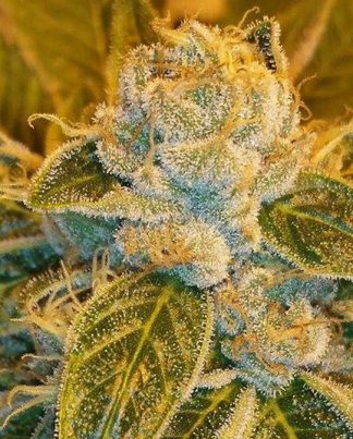 SOUR RIPPER RIPPER SEEDS 5 SEMILLAS