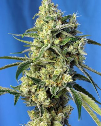 SWEET AMNESIA HAZE SWEET SEEDS 100 SEMILLAS