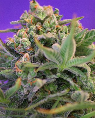 SWEET CHEESE F1 FAST VERSION SWEET S 100 SEMILLAS