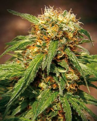 SWEET TAI SWEET SEEDS 5 SEMILLAS