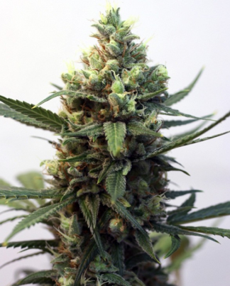 TOXIC RIPPER SEEDS 5 SEMILLAS