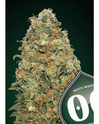 WHITE WIDOW 00 SEEDS 5 SEMILLAS