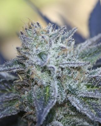 WASHING MACHINE RIPPER SEEDS 5 SEMILLAS