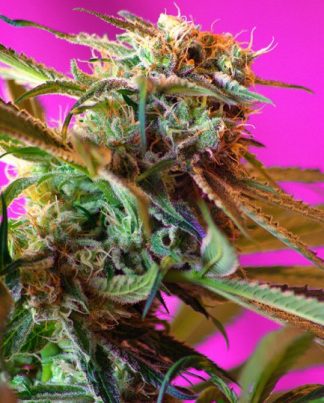 WILD ROSE SWEET SEEDS 5 SEMILLAS