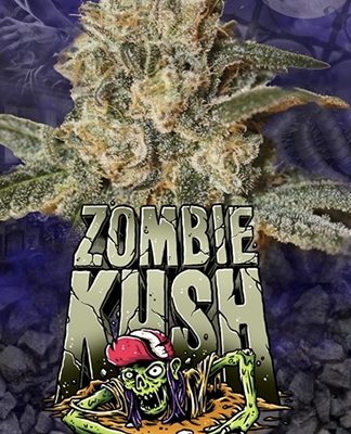 ZOMBIE KUSH RIPPER SEEDS 5 SEMILLAS