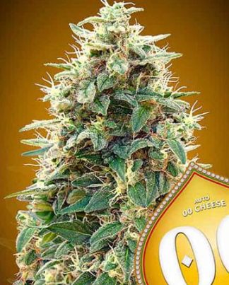 AUTO 00 CHEESE  00 SEEDS 5 SEMILLAS