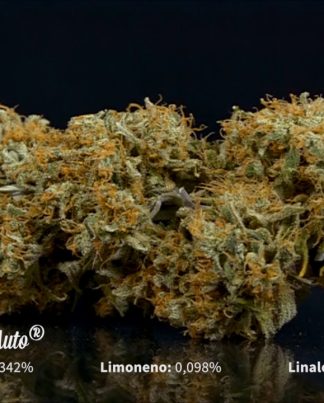CRYSTAL CANDY AUTO SWEET SEEDS 5 SEMILLAS