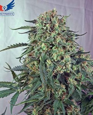 CARAMELICE POSITRONICS 25 SEMILLAS