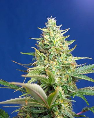 SWEET PURE CBD SWEET SEEDS 5 SEMILLAS