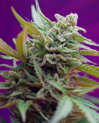 BLACK JACK AUTO SWEET SEEDS 5 SEMILLAS