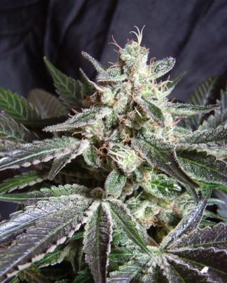 BLACK JACK F1 FAST V SWEET SEEDS 5 SEMILLAS